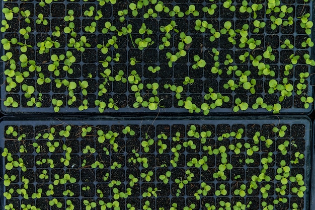 Het planten van groene slazaailing in zwart plastic dienblad in installatiekinderdagverblijven