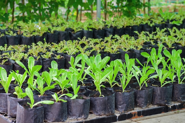 Het planten van groente in de tuin