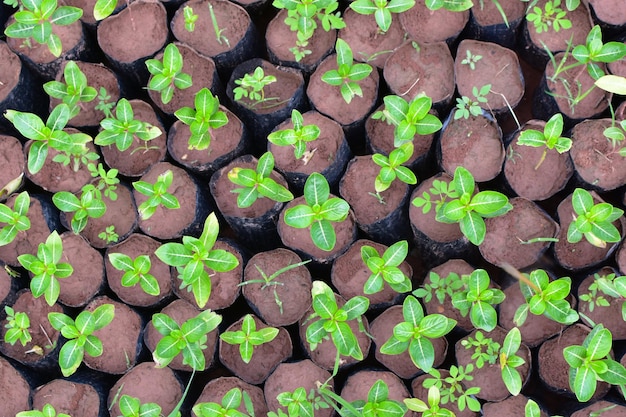 Het planten van jonge boompjes en groene bladeren