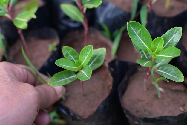 Het planten van jonge boompjes en groene bladeren