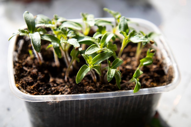 Het planten van jonge tomatenzaailingen in turfpotten op houten achtergrondlandbouwtuin inlands voedsel