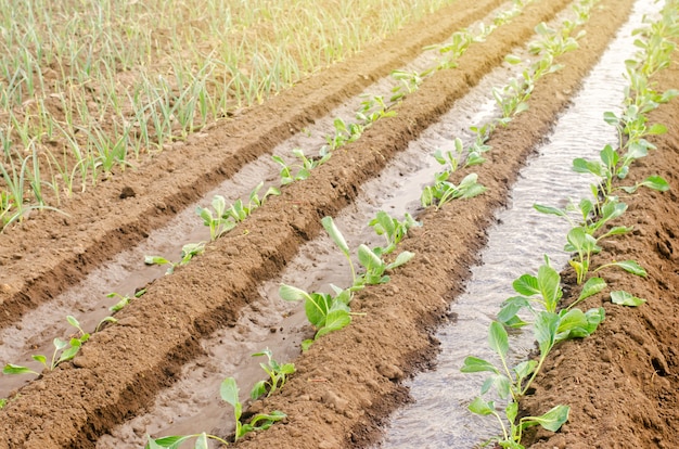 Het planten van zaailingenkool op het gebied