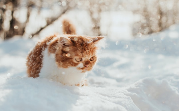 Het pluizige gemberkatje loopt in de sneeuw op een de winterochtend.