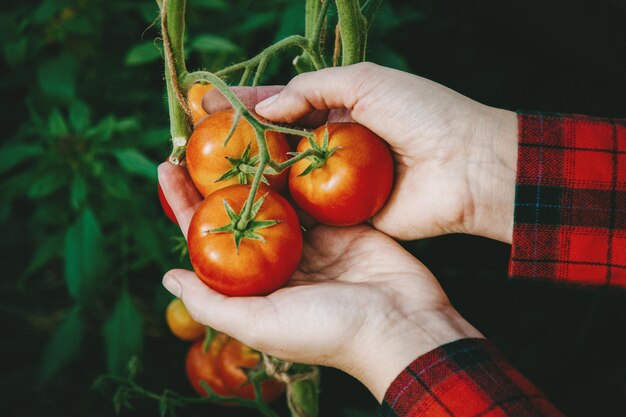 Foto het plukken van rijpe rode tomaten uit de wijnstok in de kas tuinman tomatenbundel in de handen