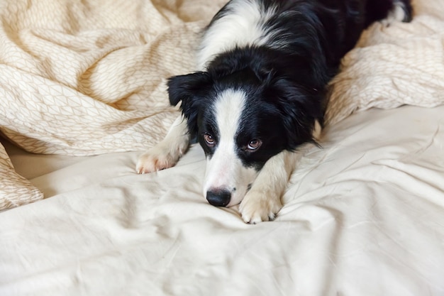 Het portret van border collie van de puppyhond lag op hoofdkussendeken in bed.