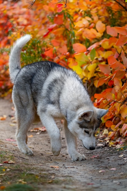 Het portret van de close-upherfst van Siberisch schor puppy. Een jonge grijs-witte husky een park.