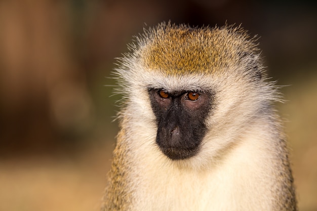 Het portret van een aap in de savanne