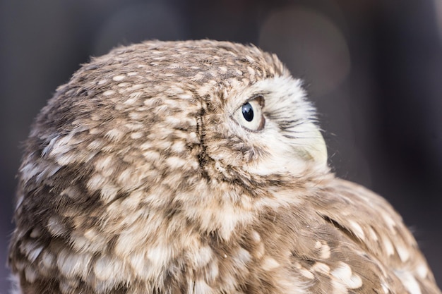 Het portret van een steenuil athene noctua