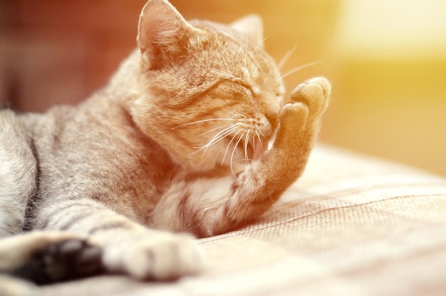 Het portret van gestreepte katkat die en zijn haar in openlucht zitten likken en ligt op bruine bank