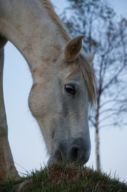 Foto het portret van het witte paard