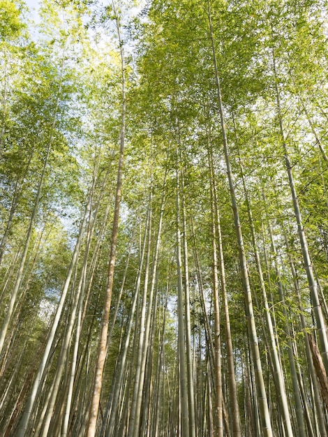 Het prachtige bamboebos in chiayi Taiwan