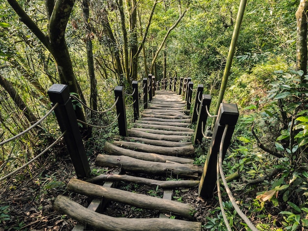 Het prachtige bergpad omgeven door bomen