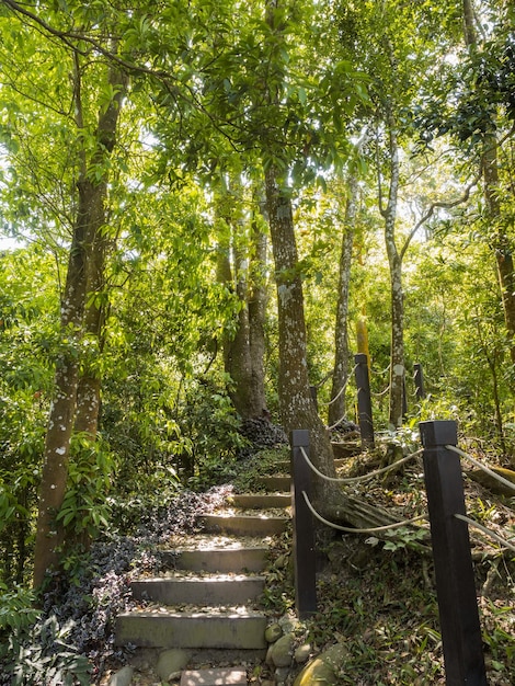 Het prachtige bergpad omgeven door bomen.