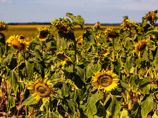 Het prachtige grote zonnebloemveld op de zomerachtergrond