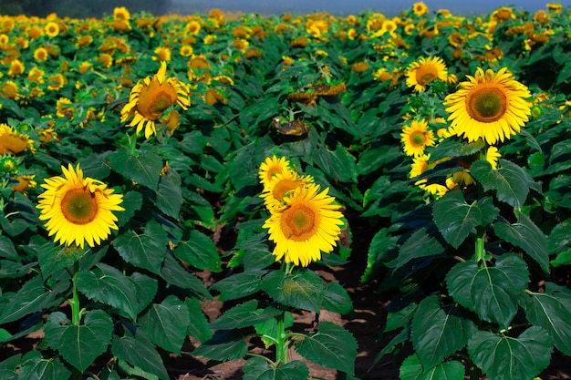 Het prachtige grote zonnebloemveld op de zomerachtergrond