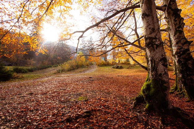 Het prachtige uitzicht op de heuvel in het herfstbos