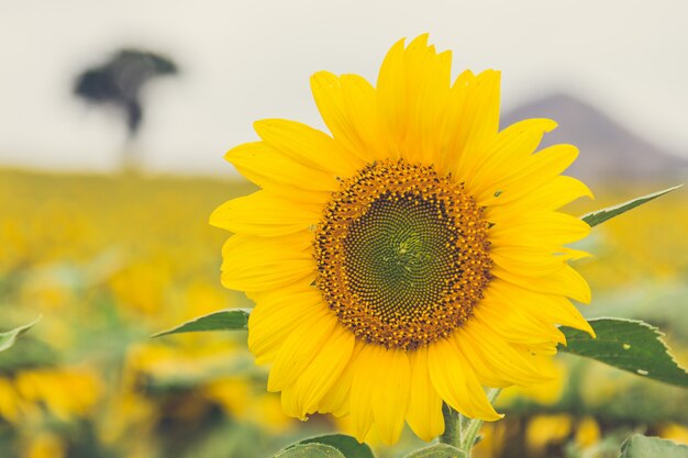 Foto het prachtige zonnebloemveld.