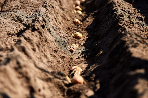 Het proces om aardappelgebied in de moestuin te planten, sluit omhoog. Pootaardappelen. Seizoenswerk.