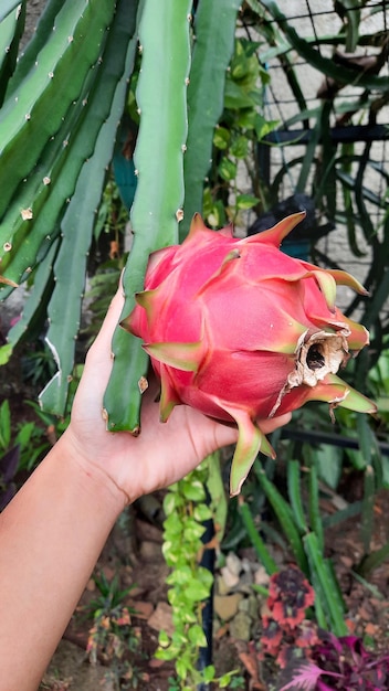 Het proces van het plukken van rijp drakenfruit uit de boom 04