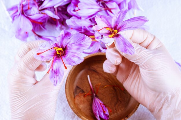 Het proces van het scheiden van de saffraanstrengen van de rest van de bloem. saffraandraden voorbereiden om te drogen voordat ze worden gebruikt in de keuken, cosmetologie of medicijnen.