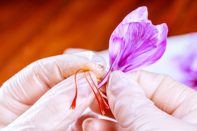 Het proces van het scheiden van de saffraanstrengen van de rest van de bloem.
