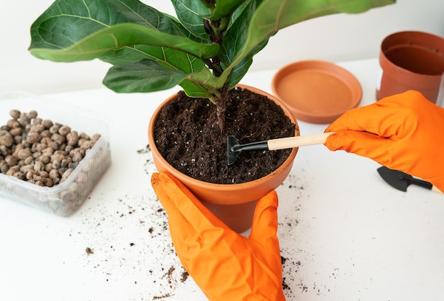 Het proces van het verplanten van een bloempotficus lyrata Handen met een ficus-transplantatie Huisplant in pot Ficus lyrata Thuis tuinieren Planten die luchtzuiveraars zijn