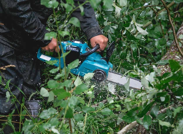 Het proces van het zagen van omgevallen bomen na een orkaan Een man zag een boom met een kettingzaag