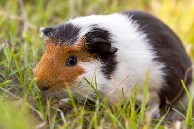 Het proefkonijn eet gras bij het gazon in de ochtend.