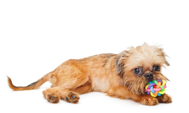 Het puppy van Brussel Griffon met bal