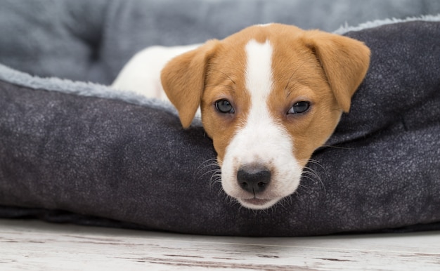 Het puppy van Jack Russell Terrier koelt thuis