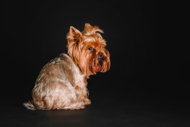 Het puppyhondje van Yorkshire Terrier op een zwarte achtergrond in studio