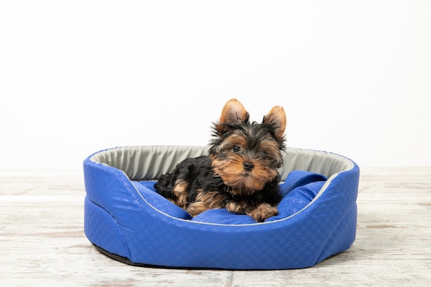 Het puppyslaap van Yorkshire Terrier in een ruimte op een hondenbed. Dieren. Plaats voor tekst