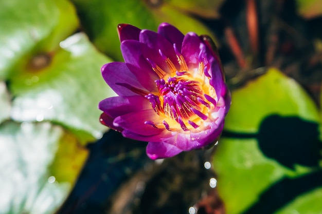 Het purpere bloeiende Lotus-bloem groeien in vijver