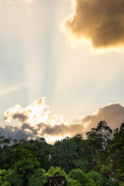 het regenwoud jungle zonsondergang of zonsopgang hemel landschap in Borneo Maleisië