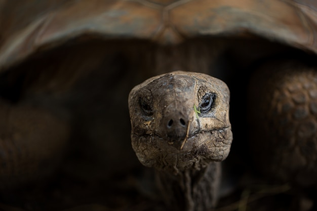 Het reusachtige schildpadclose-up kijken