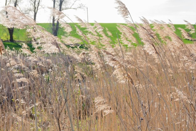 Het riet zwaait in de wind op een zonnige dag in de buurt van een stuwmeer