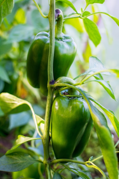 Het rijpe groene paprika groeien in tuin