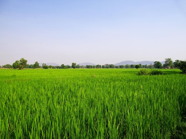 Het rijstveld Laos