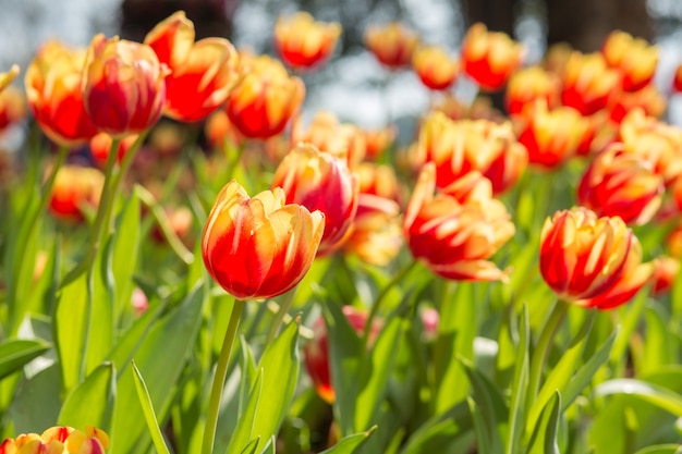 Het rode en gele gebied van de tulpenbloem