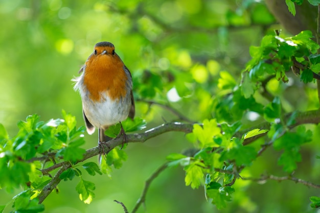 Het roodborstje, Erithacus rubecula, gewoon bekend als het roodborstje of roodborstje op de Britse eilanden.