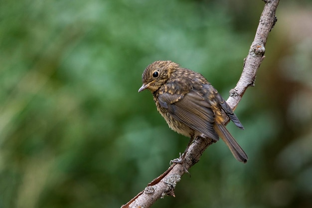 Het roodborstje is een zangvogel uit de familie muscicapidae