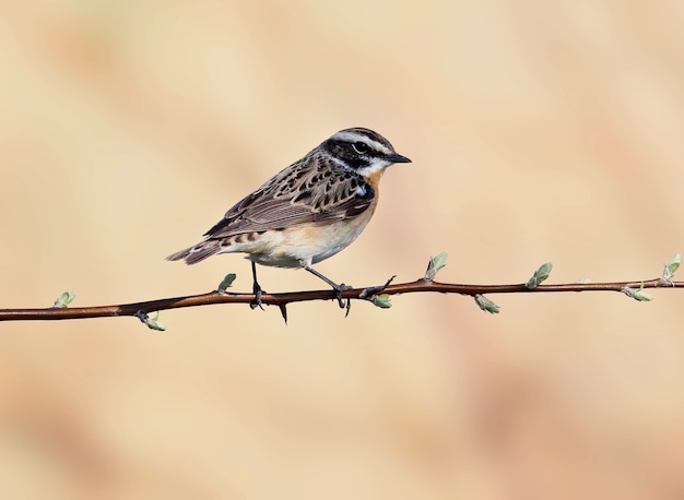 Het roodborstje (Saxicola rubetra) mannetje zit op een horizontale tak