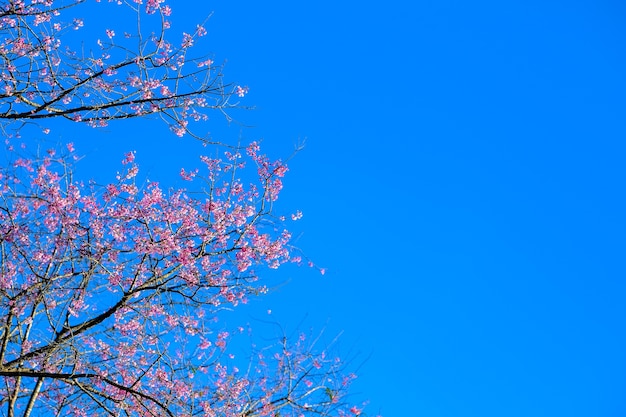 Het roze Sakura-bloem bloeien.