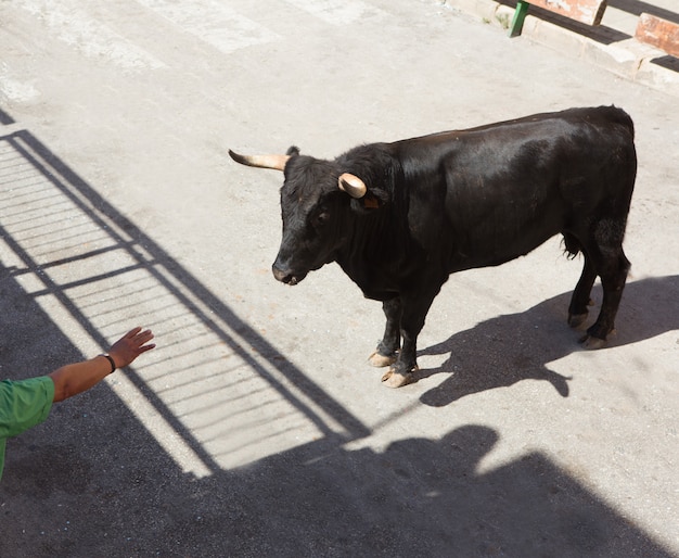 het runnen van de stieren op straatfeest in Spanje