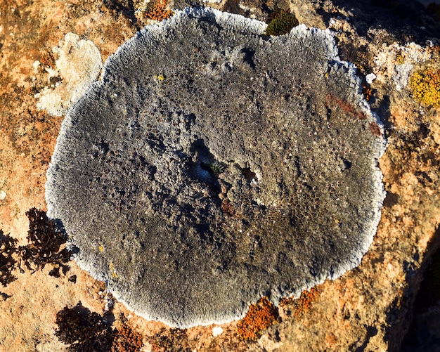 Het schaaldier korstmos Lecanora sp op een kalkhoudend gesteente