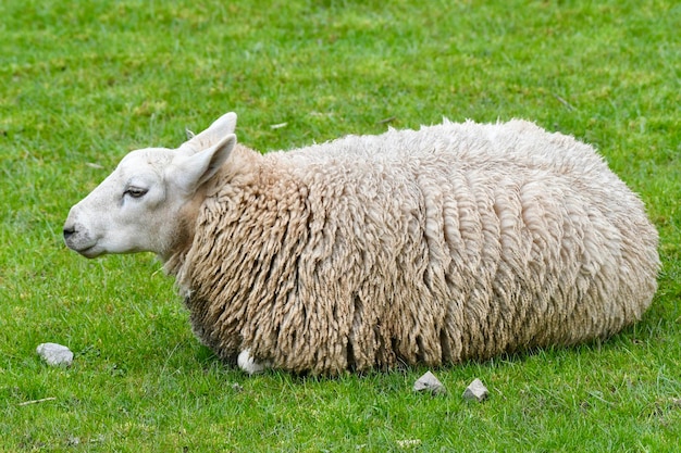 Foto het schaap