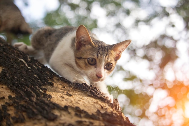 Het schattige katje zit vast aan de boom