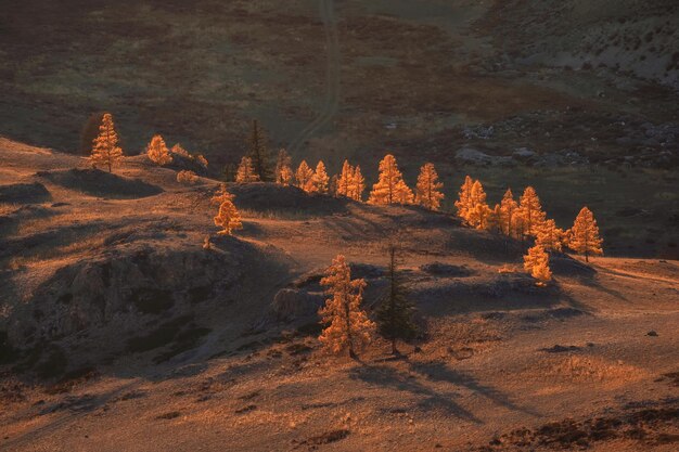 Foto het schilderachtige licht van de zonsondergang verlicht een bosje lerschbomen