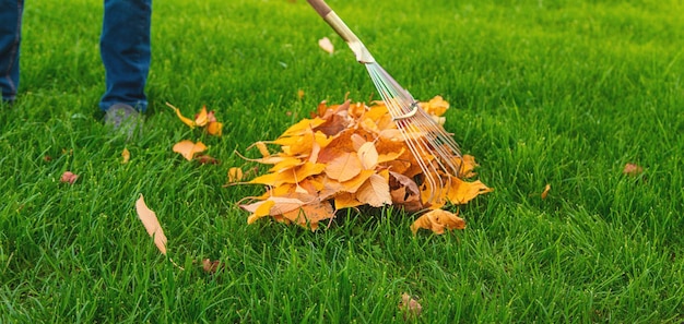 Het schoonmaken van de bladeren in het herfstpark Selectieve aandacht aard