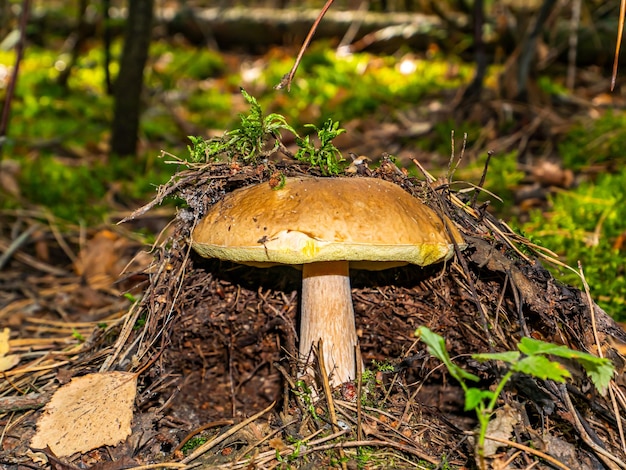 Het seizoen voor het plukken van eekhoorntjesbrood in het bos